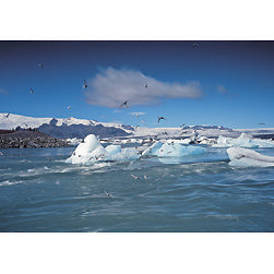 Jökulsárlón, Kríur